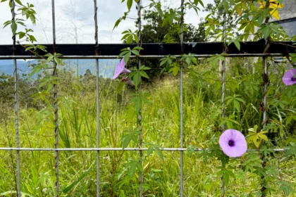 Agricultural Fencing Market