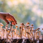 U.S. Psychedelic Mushroom Market