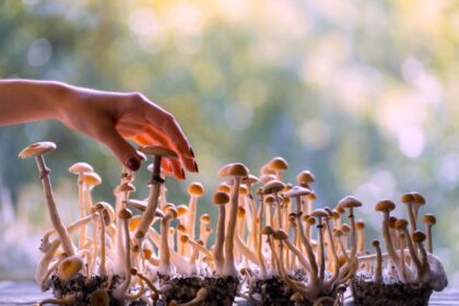 U.S. Psychedelic Mushroom Market