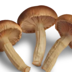 psychedelic mushroom market