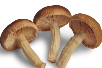 psychedelic mushroom market