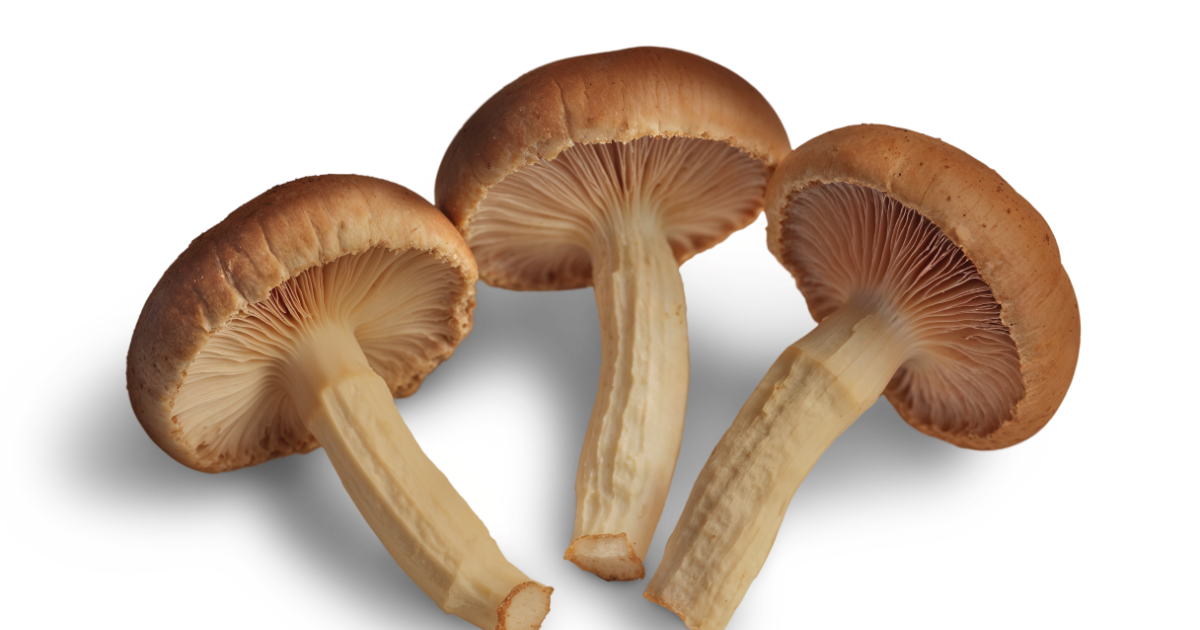 psychedelic mushroom market